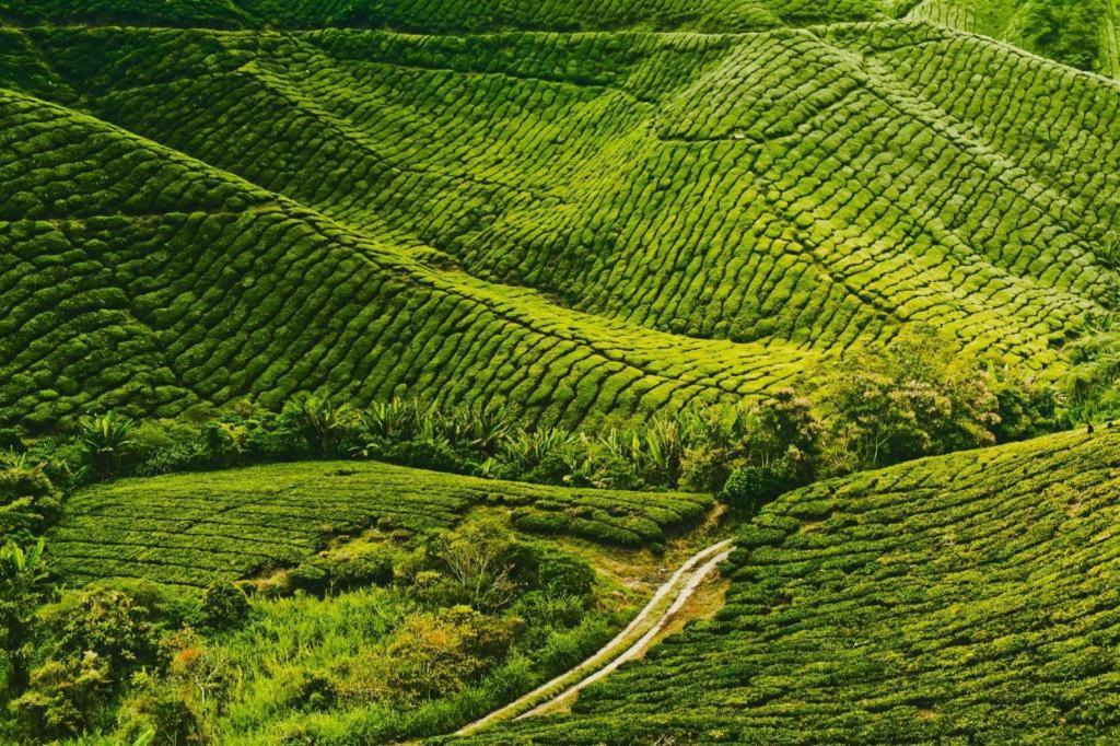 Camlodge Budget Hotel Cameron Highlands Exterior photo